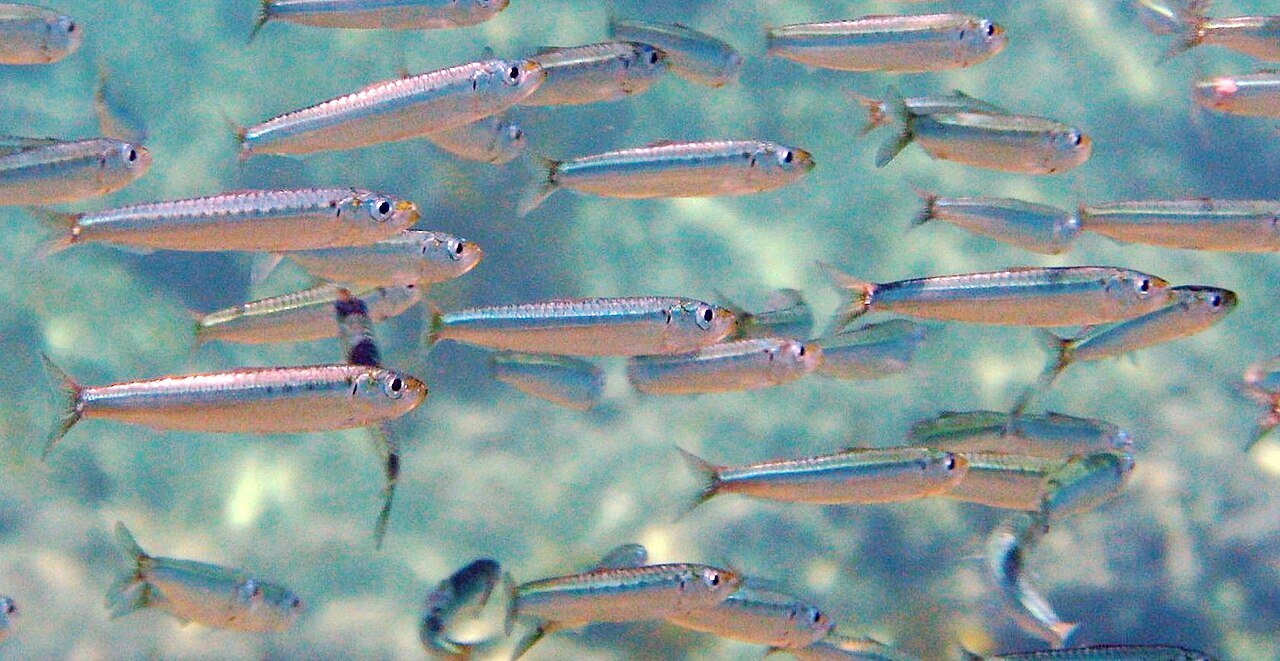 Sardina (Sardina pilchardus)