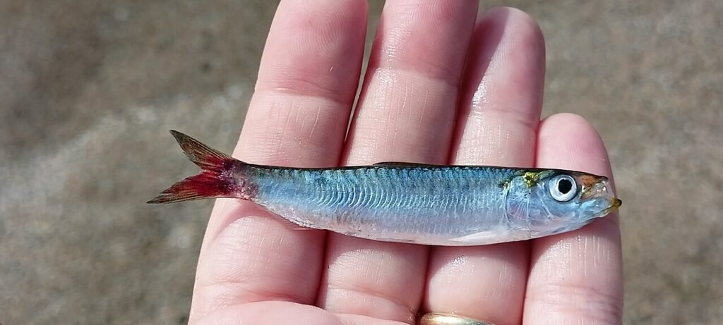 Sardina