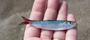 Sardina: el pequeño pez azul que mueve los océanos
