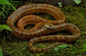 Serpiente del maíz (Pantherophis guttatus): ¿es peligrosa?