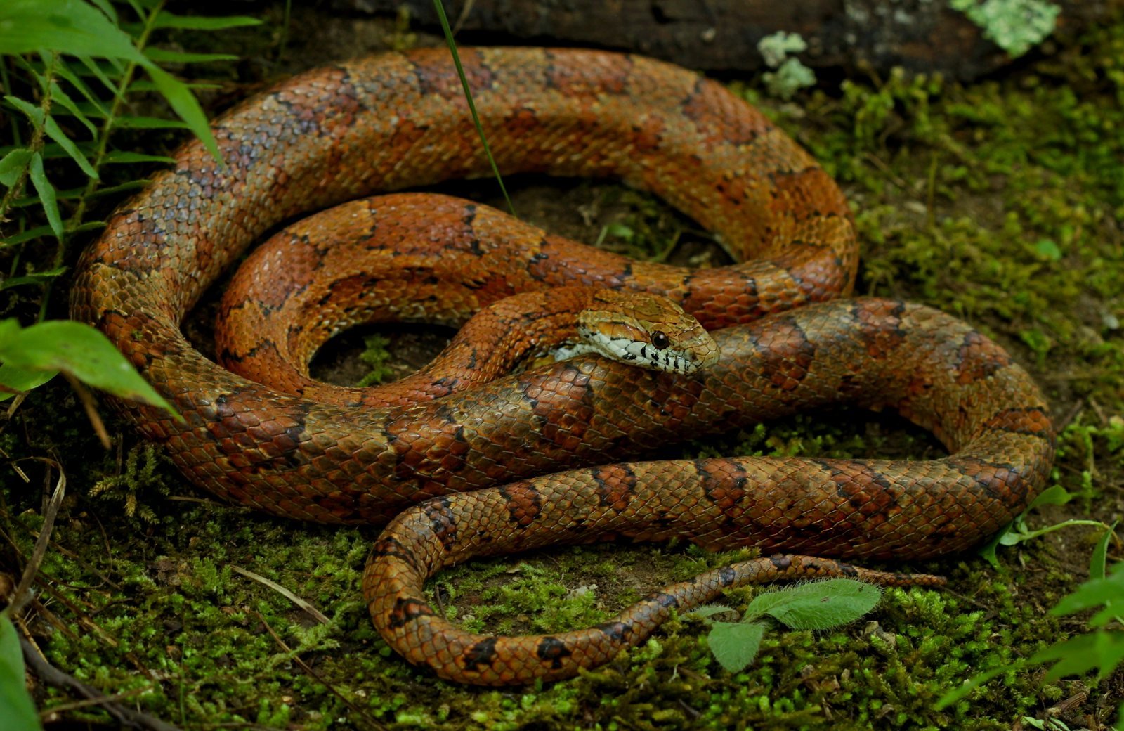 Serpiente del maíz con su patrón natural rojo y naranja