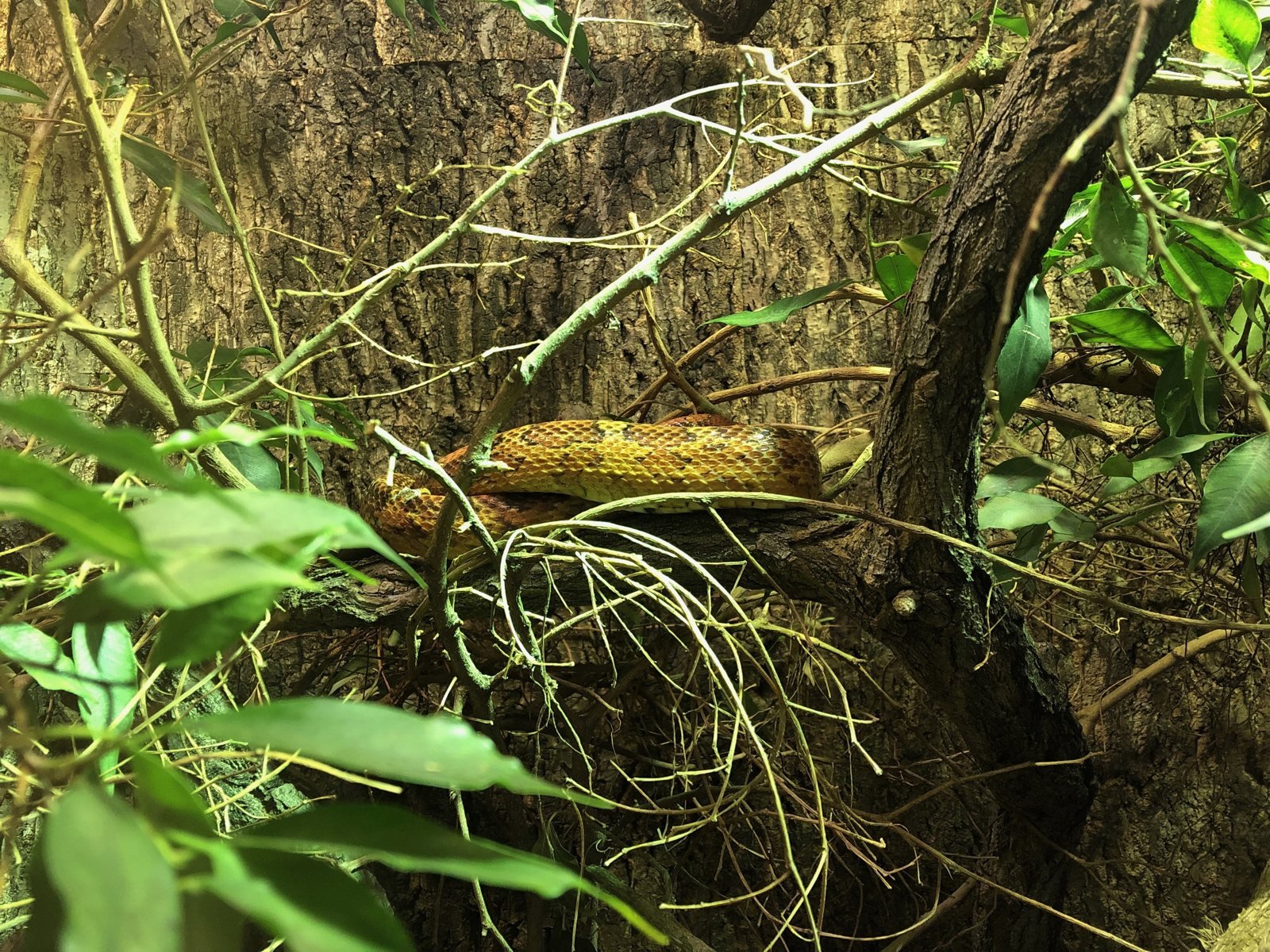 Serpiente del maíz sobre una rama entre vegetación
