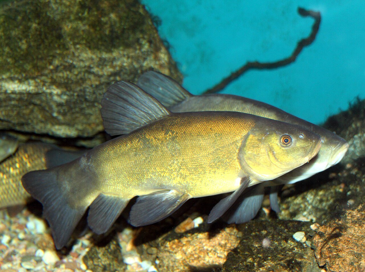 Tenca (Tinca tinca)