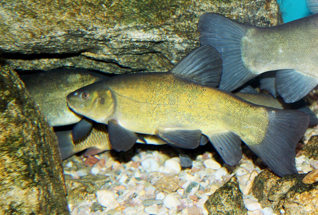 Tenca (Tinca tinca)