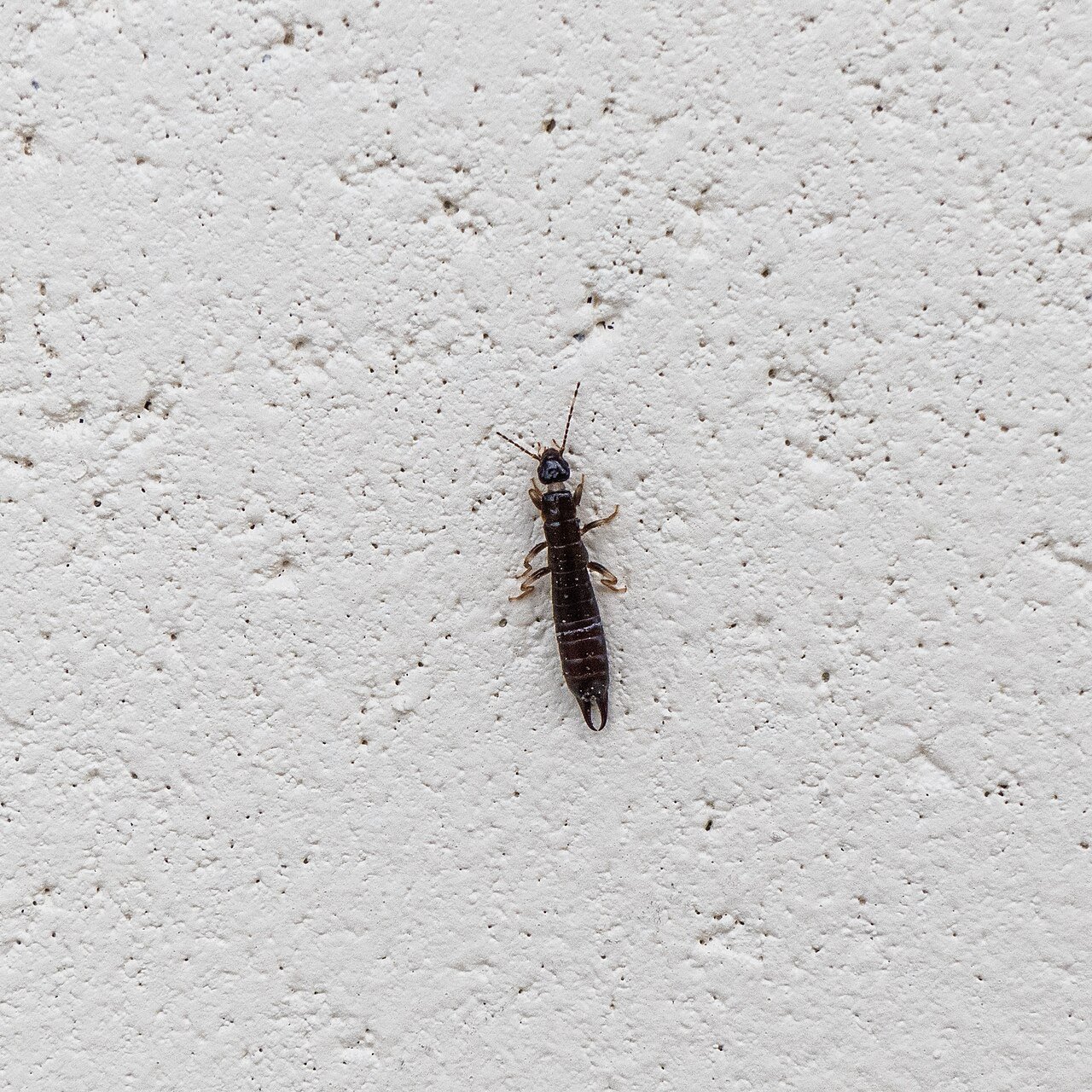 Tijereta (Forficula auricularia)