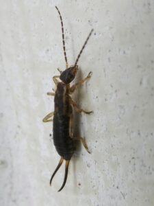 Tijereta (Forficula auricularia): el insecto de las pinzas