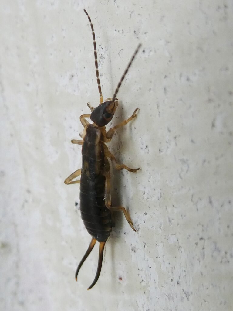 Tijereta (Forficula auricularia)