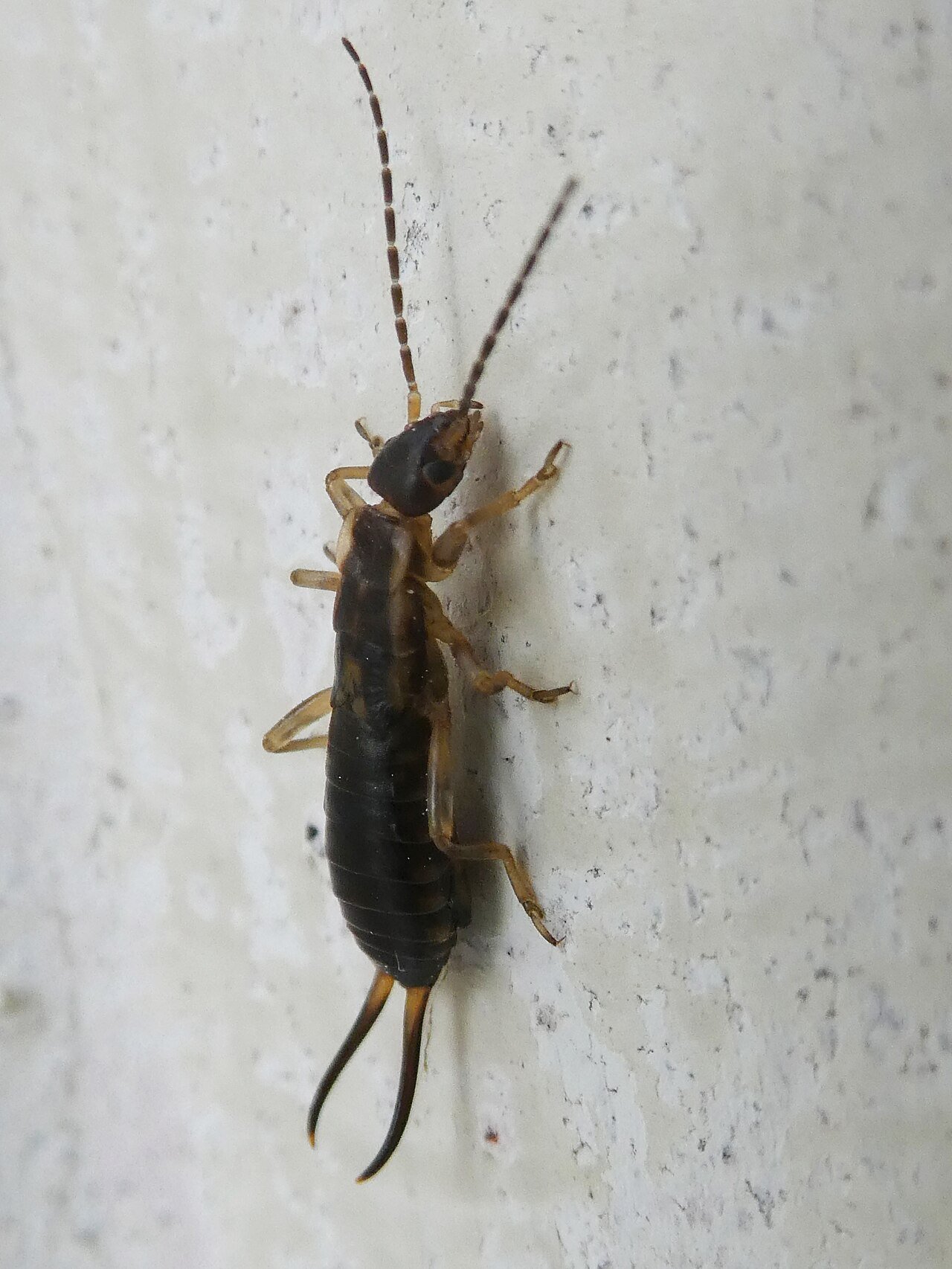 Tijereta (Forficula auricularia)