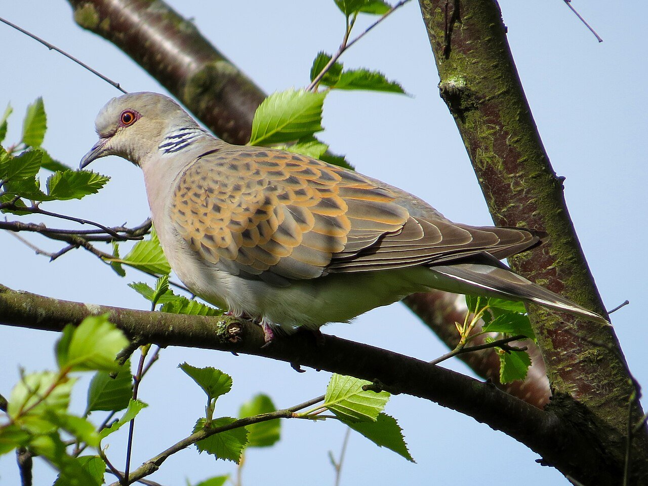 Tórtola europea (Streptopelia turtur)