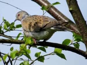 Tórtola europea (Streptopelia turtur): la migradora del arrullo en declive
