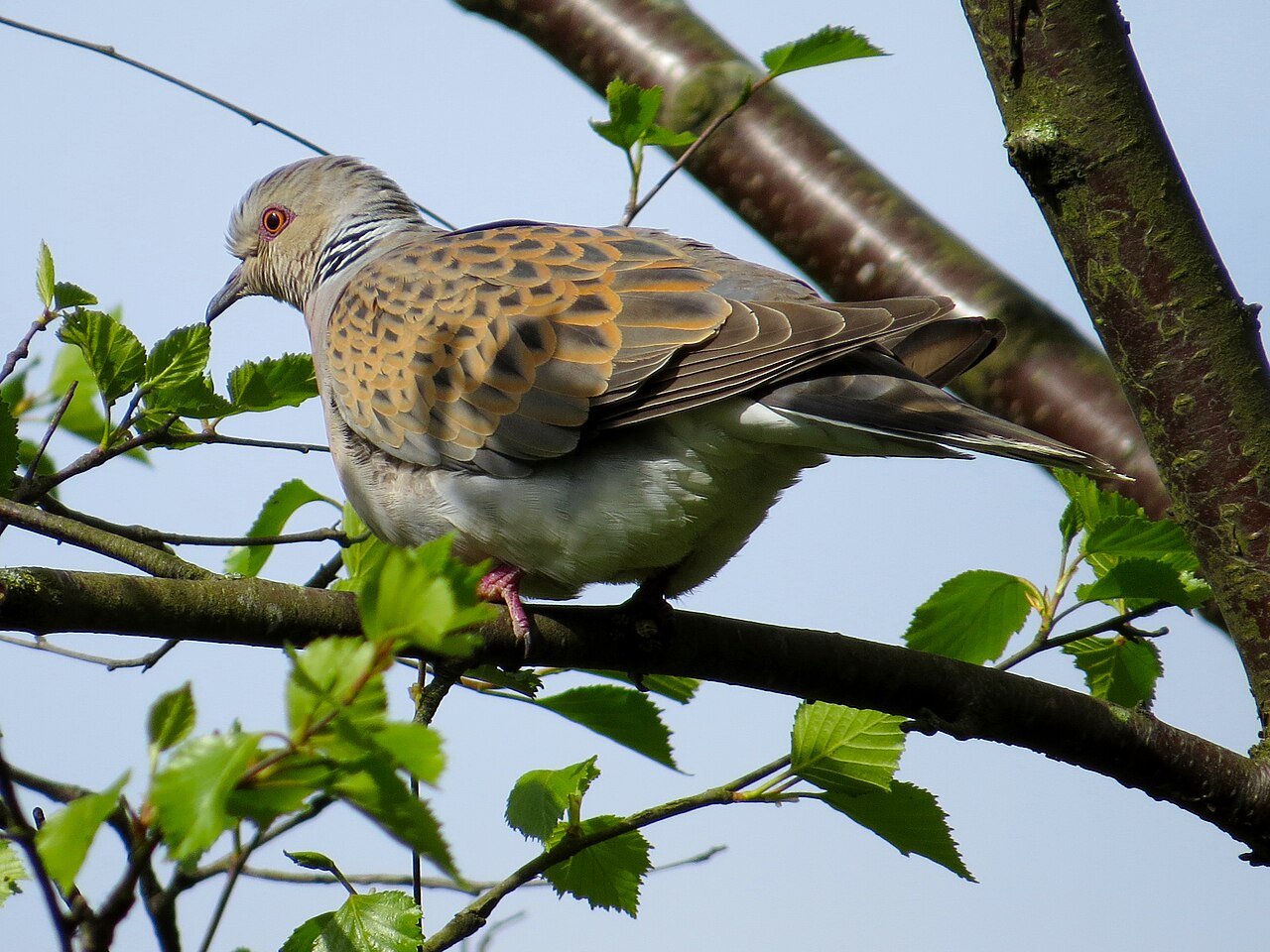Tórtola europea (Streptopelia turtur)