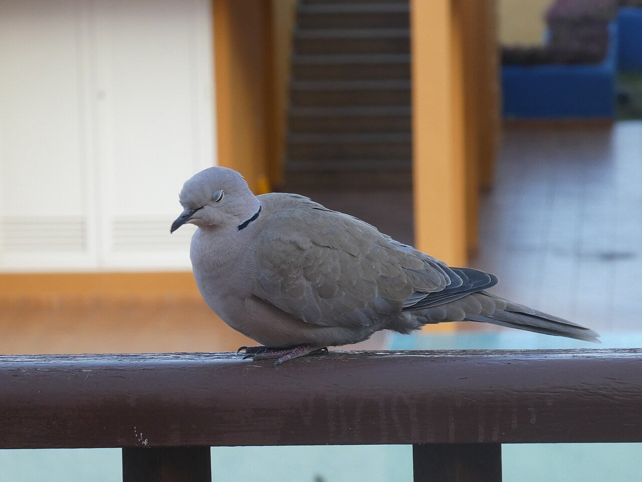 Tórtola turca (Streptopelia decaocto)