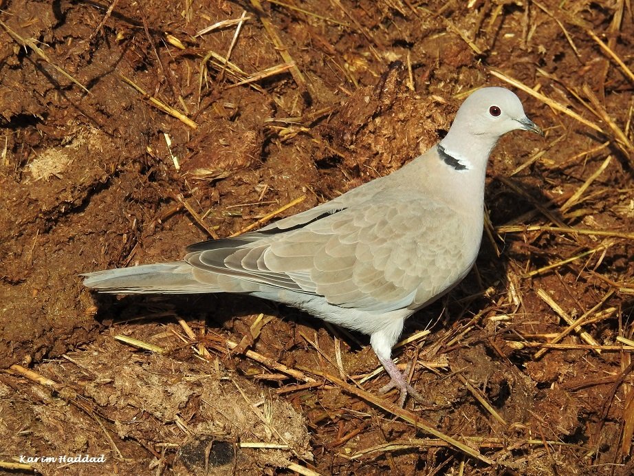 Tórtola turca (Streptopelia decaocto)