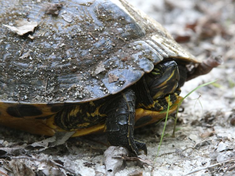 Tortuga de Florida (Trachemys scripta elegans)