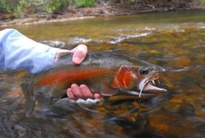 Trucha arcoíris (Oncorhynchus mykiss): la más criada del mundo