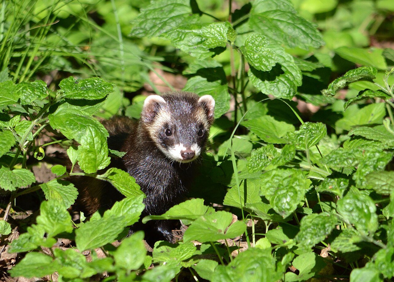 Turón (Mustela putorius)