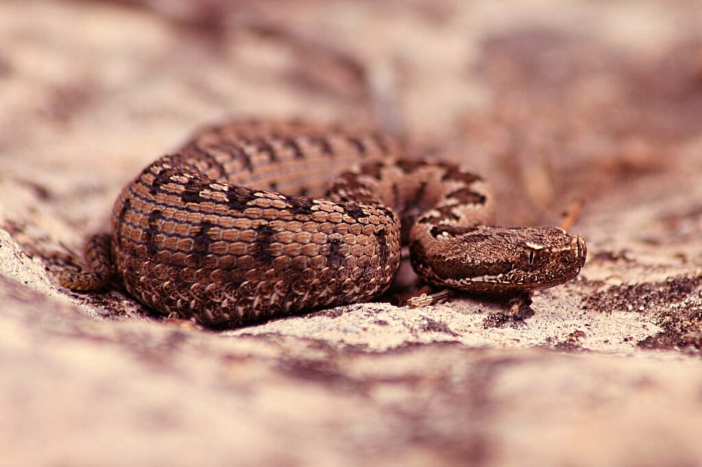 Víbora hocicuda (Vipera latastei)