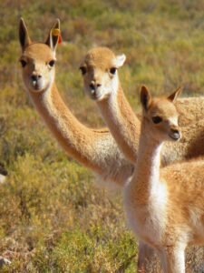Vicuña (Vicugna vicugna)