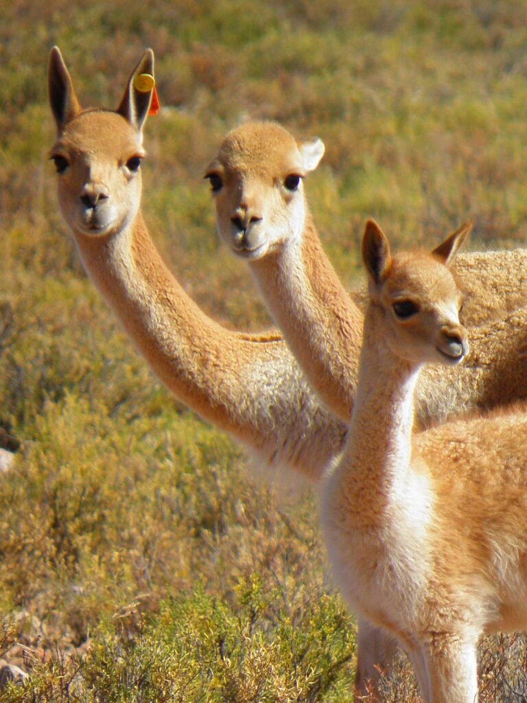 Vicuña (Vicugna vicugna)