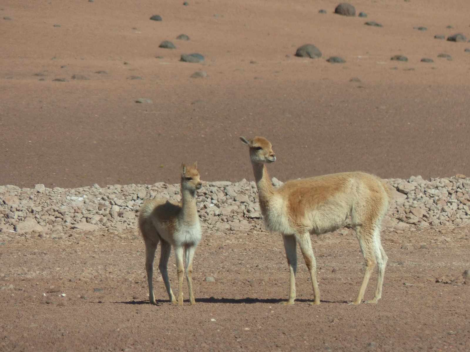Vicuña con cría, Vicugna vicugna, desierto de Atacama