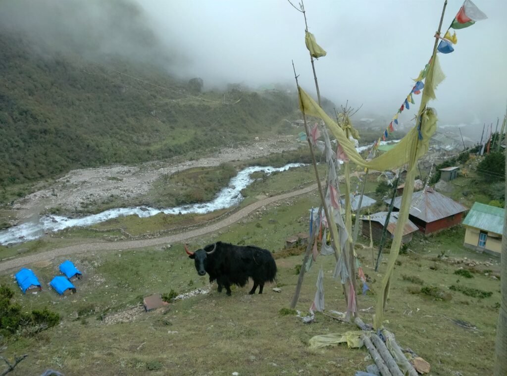 Yak (Bos grunniens)