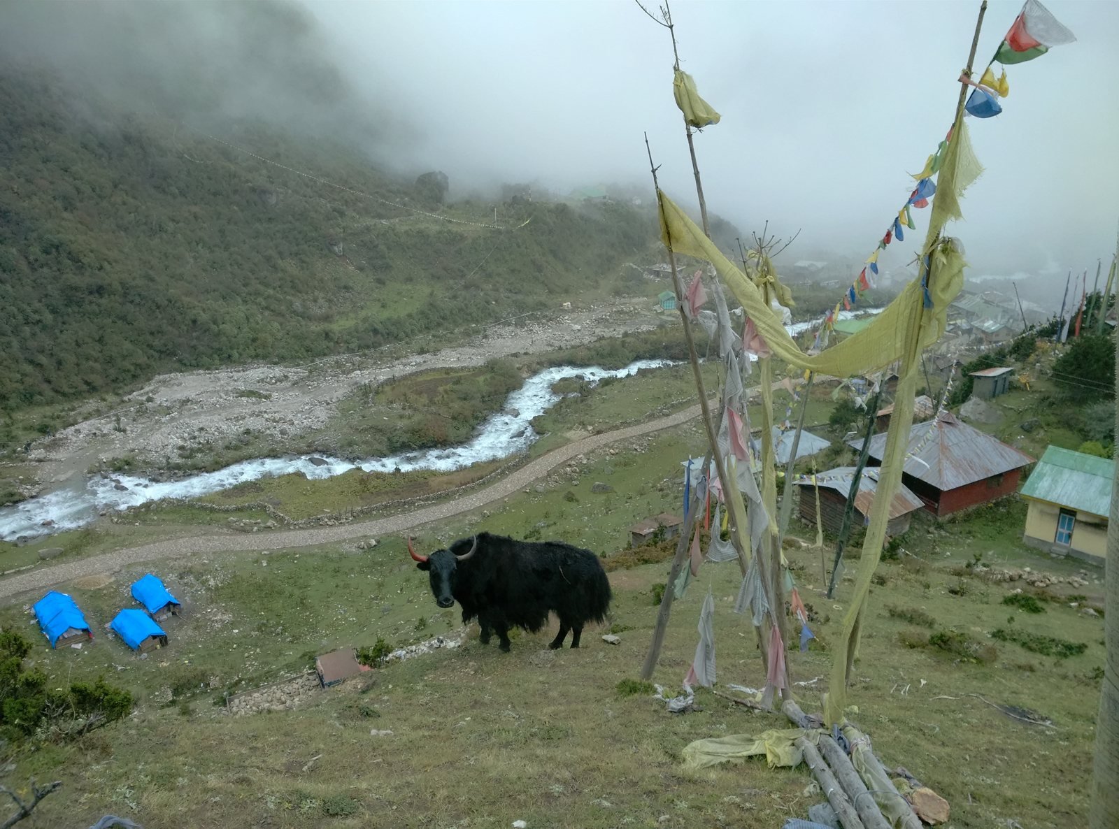 Yak doméstico, Bos grunniens, aldea de Thangu, Himalaya