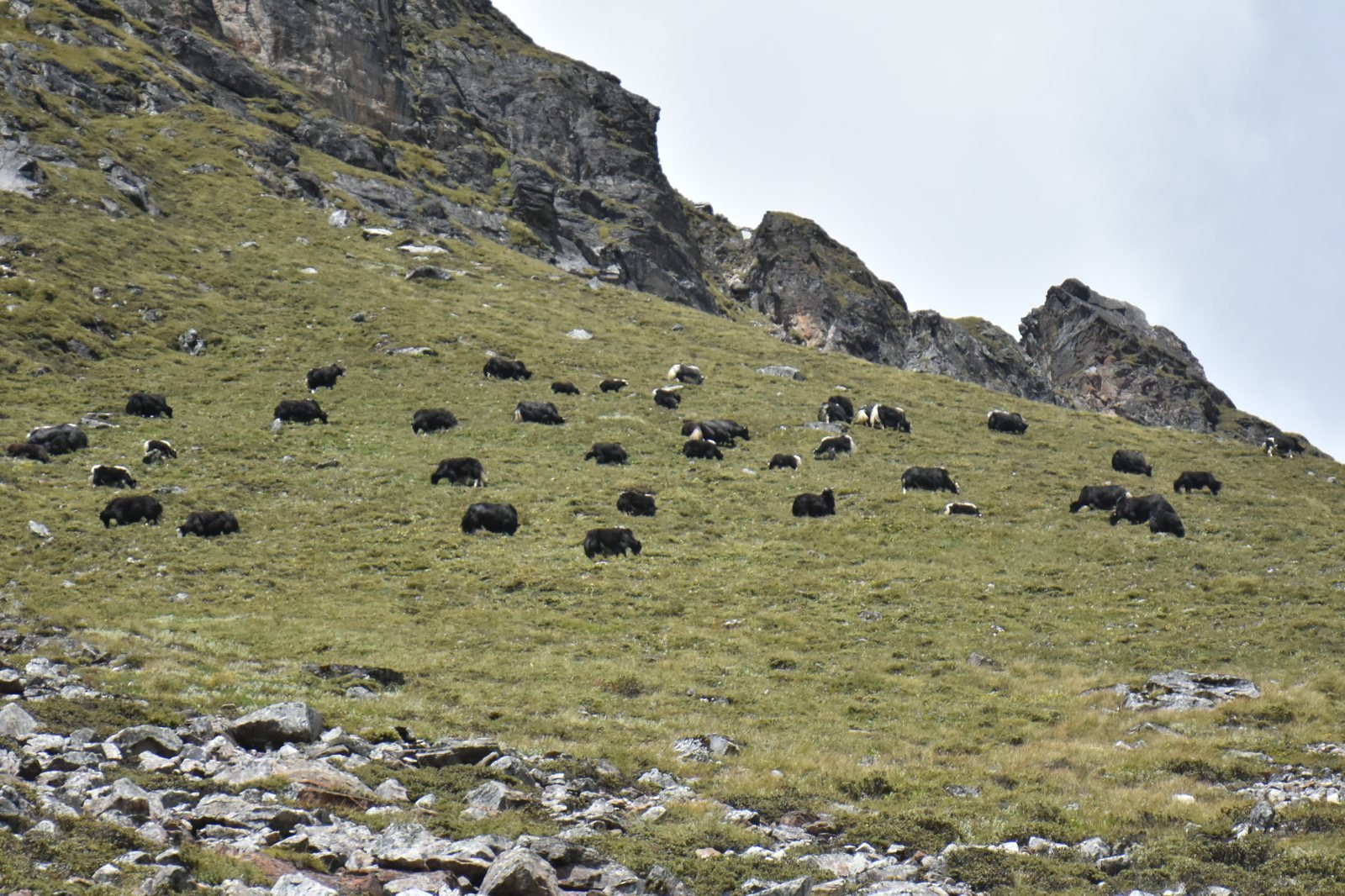 Manada de yaks pastando en ladera del Himalaya